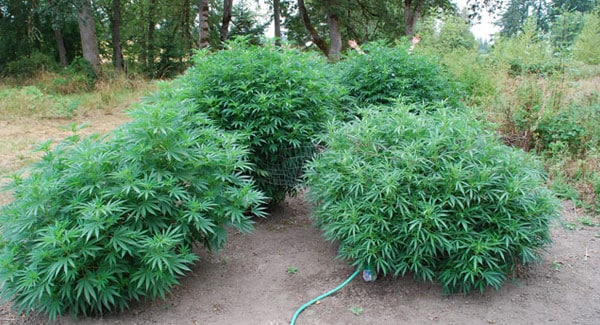 humidity outdoor marijuana plants