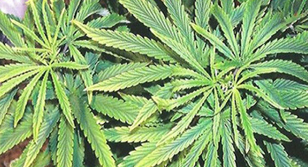 Iron Deficiencies in Marijuana Plants