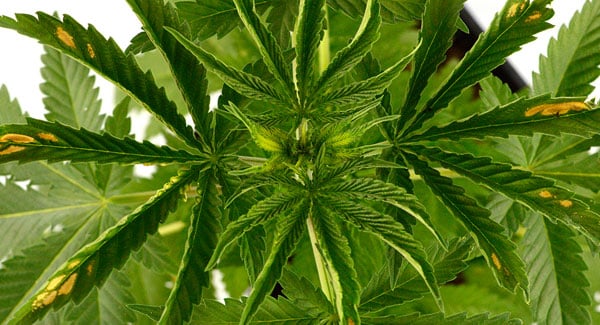 Marijuana Leaf Problems