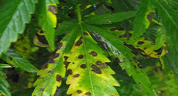 Leaf septoria on marijuana 