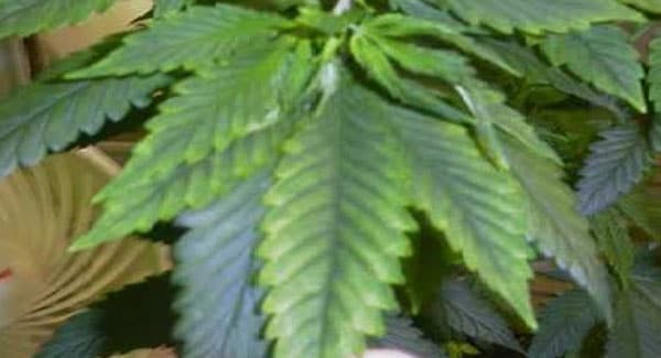 Magnesium Deficiencies in Marijuana Plants