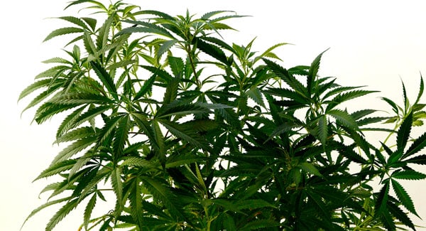 Marijuana plant for cloning