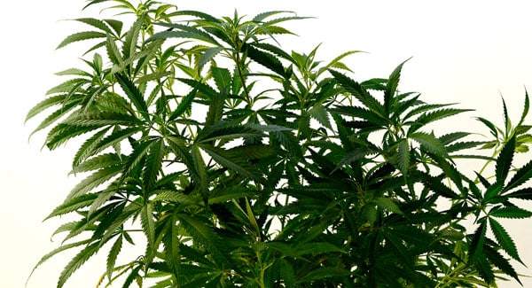 Making marijuana clones from mother plant