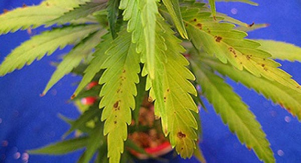 Manganese Deficiencies in Marijuana Plants