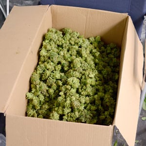 Marijuana bud on box