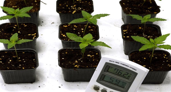 Marijuana temperature for growing cannabis plants