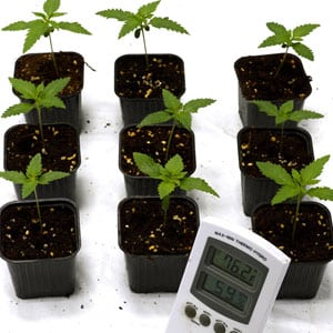 Measuring marijuana temperature