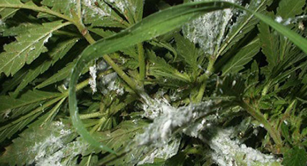Mealy Bugs on Marijuana Plants