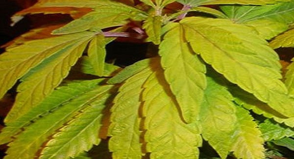 Nitrogen Deficiencies in Marijuana Plants