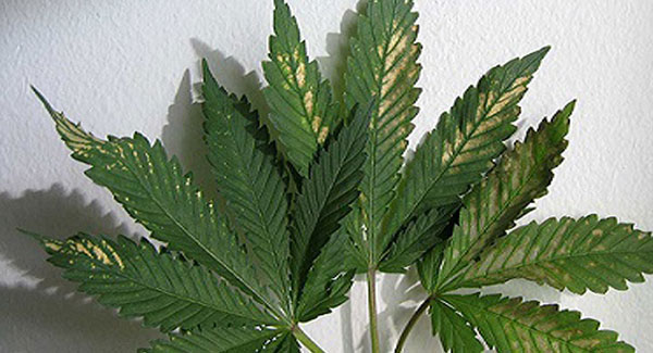 pH Fluctuations in Marijuana plants