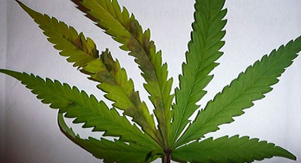 Phosphorus Deficiencies in Marijuana Plants