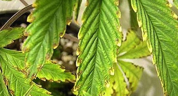 Potassium Deficiencies in Marijuana Plants