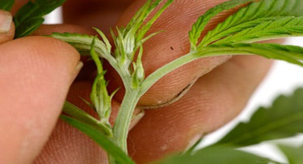 Pruning Cannabis Plants