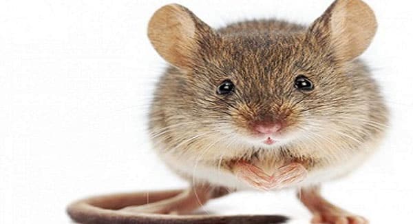 Rats and Mice on Marijuana Plants