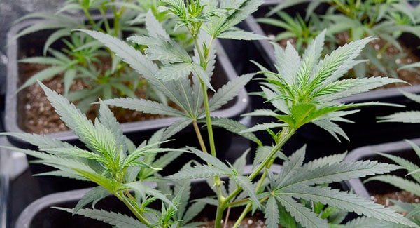 Marijuana Plants Topping
