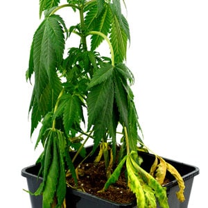 Week marijuana plant because of less water 