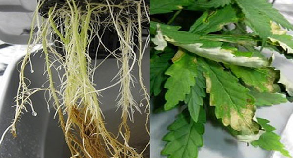 Root rot on Marijuana
