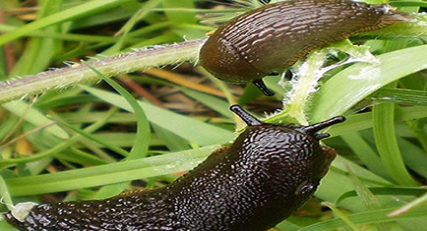 Snails and Slugs on Marijuana Plants