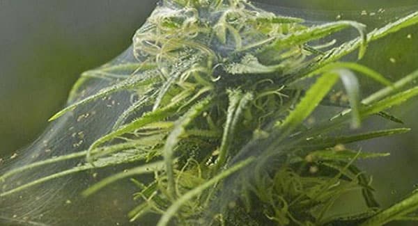 Spider Mites on Marijuana Plants