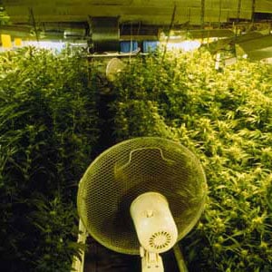Spreading co2 on marijuana plants