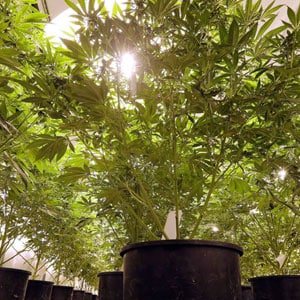 Temperature in marijuana grow room