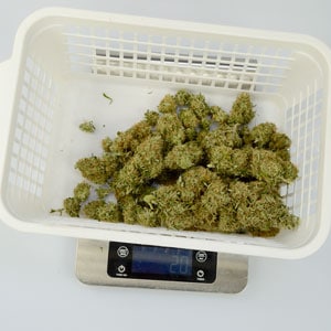 Trimming 2 ounces from marijuana plant