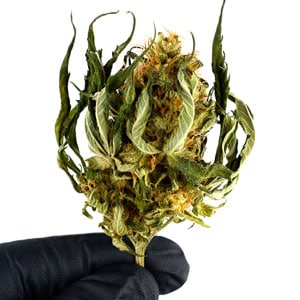 Trimming dry marijuana buds