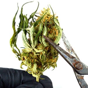 Trimming remove marijuana leaves