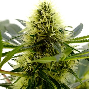Week 6 marijuana buds