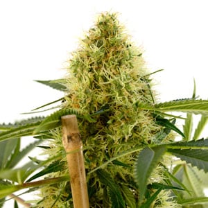 Week 7 marijuana buds