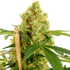 Week 8 marijuana buds
