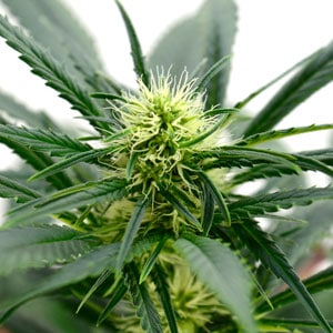 marijuana plant flowering final growth