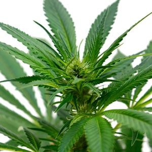 marijuana plant flowering new growth