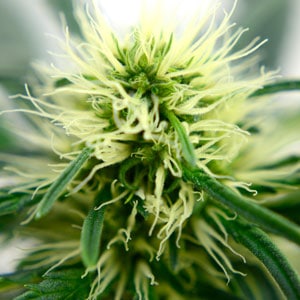 marijuana plant flowering growth macro