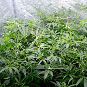 After marijuana plants super cropping