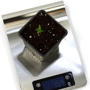 1 day marijuana seedling water tip
