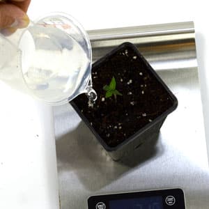 1 day cannabis seedling water tip