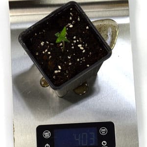 1 day marijuana seedling with water