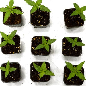 10 days marijuana seedling top view
