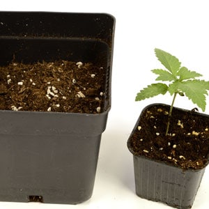 12 days seedling fill larger pot - transplanting marijuana plant step 2