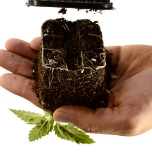 12 days seedling squeeze and lift - transplanting marijuana plant step 5