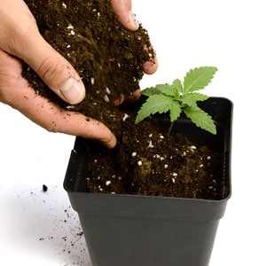 12 days seedling transplant to new pot - transplanting marijuana plant step 6
