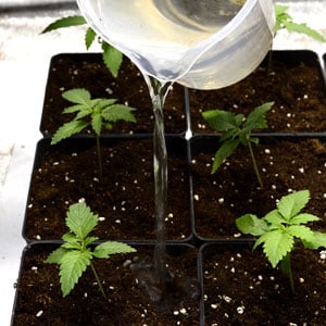 12 days seedling water plant - transplanting marijuana plant step 7
