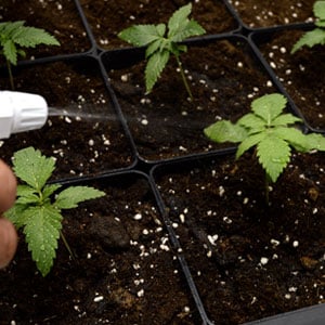 12 days seedling spray plants - transplanting marijuana plant step 8