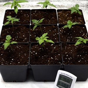12 days seedling placing under lamp - transplanting marijuana plant step 8