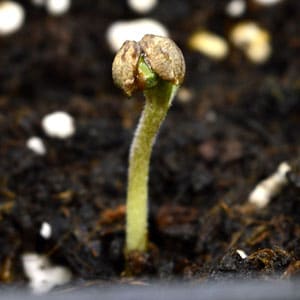 3 days marijuana seedling shell stuck