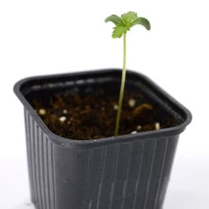 3 days marijuana seedling stretch