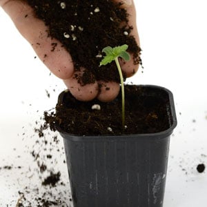 3 days marijuana seedling add some soil