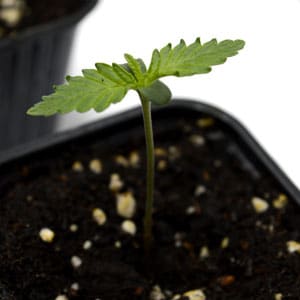 5 days marijuana seedling close up view