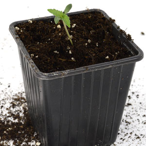 5 days cannabis seedling transplant to larger pot